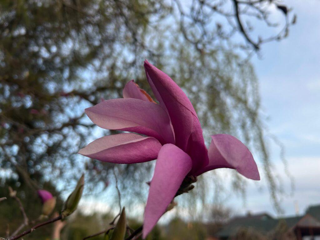 Kwitnące magnolie kwiecień 2025 r. Fot. Agnieszka Saluta-Śmiałkowska / IMGW-PIB