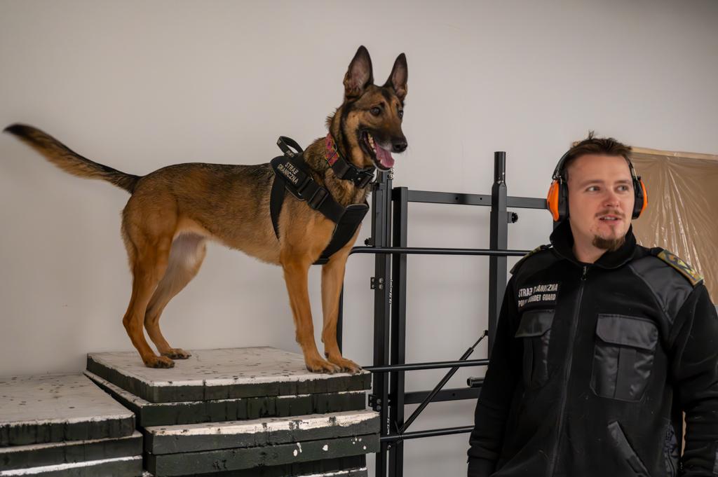 Pies Straży Granicznej podczas szkolenia. Fot. Piotr Kurasz / Straż Graniczna