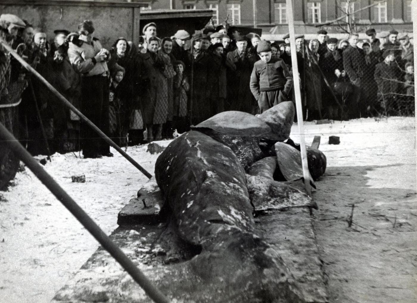 Fot. HM.R.fot.I.649.35. Rekin lub Wieloryb - rok 1950. Foto M. Mieszkalski