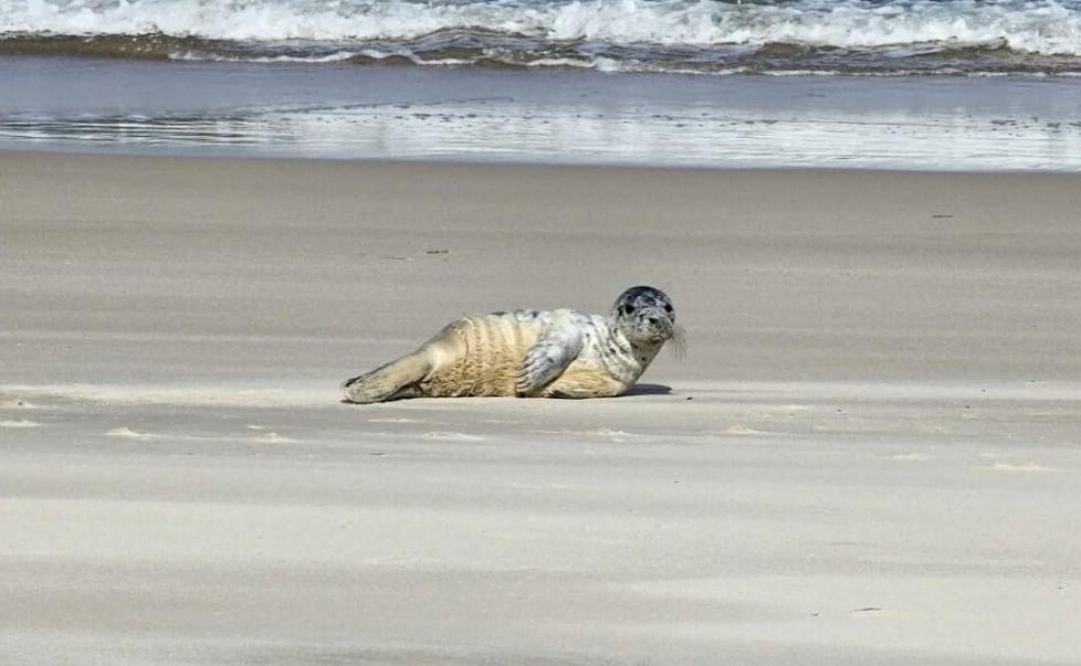 fot. Stacja Morska im. prof. Krzysztofa Skóry UG w Helu