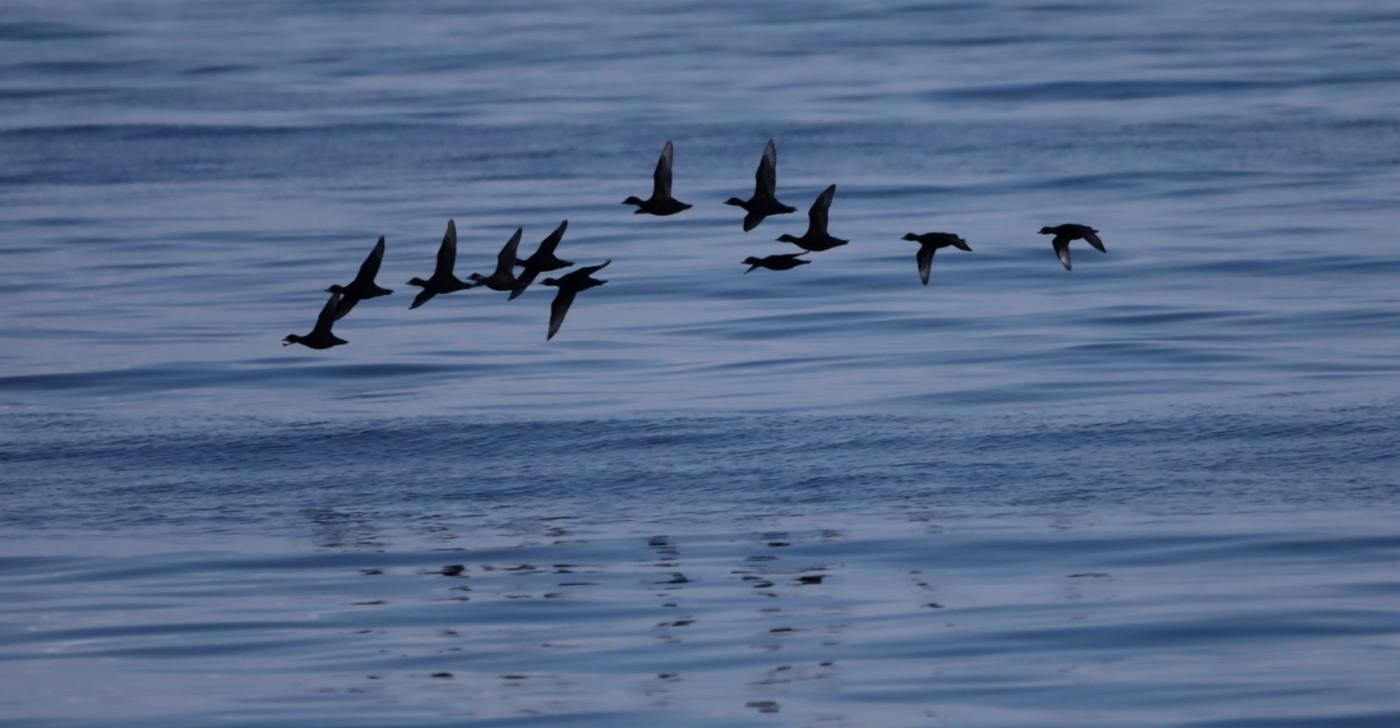 fot. Damiana Boroń / PGE Baltica