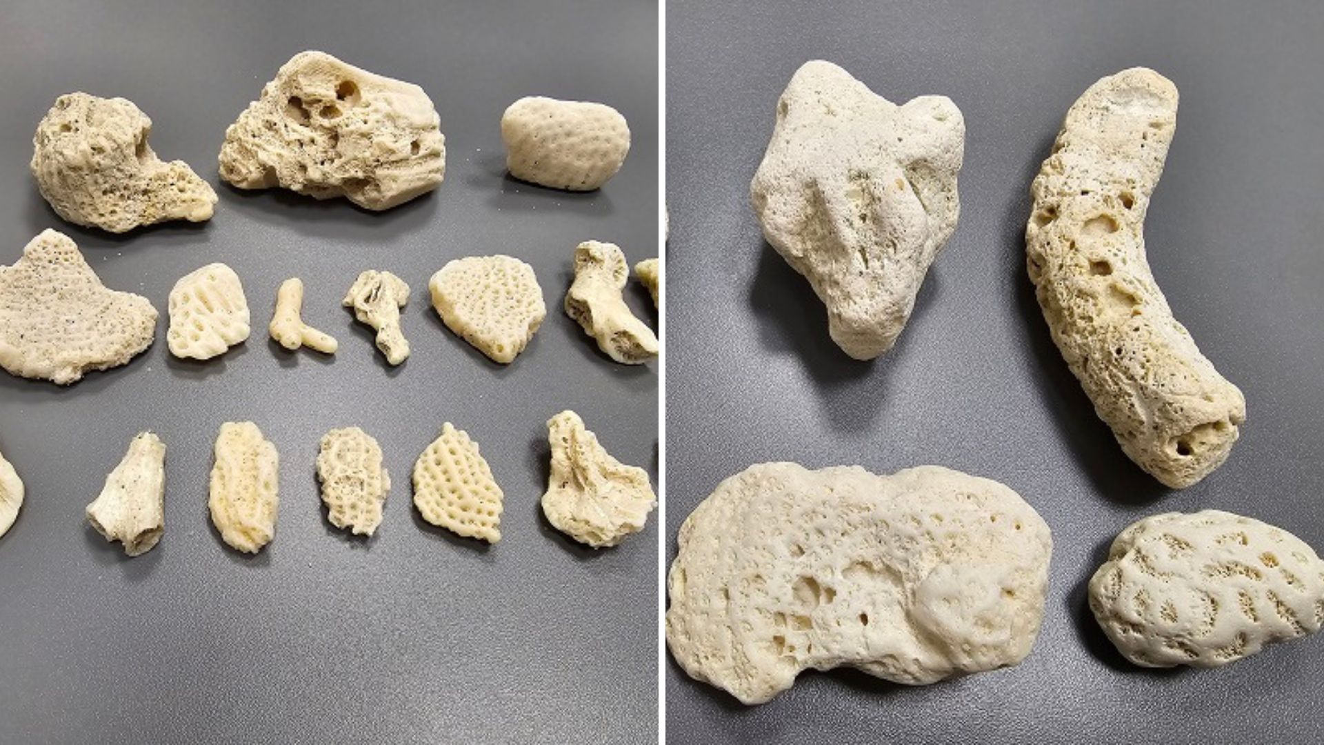 Fragmenty rafy koralowej w bagażach