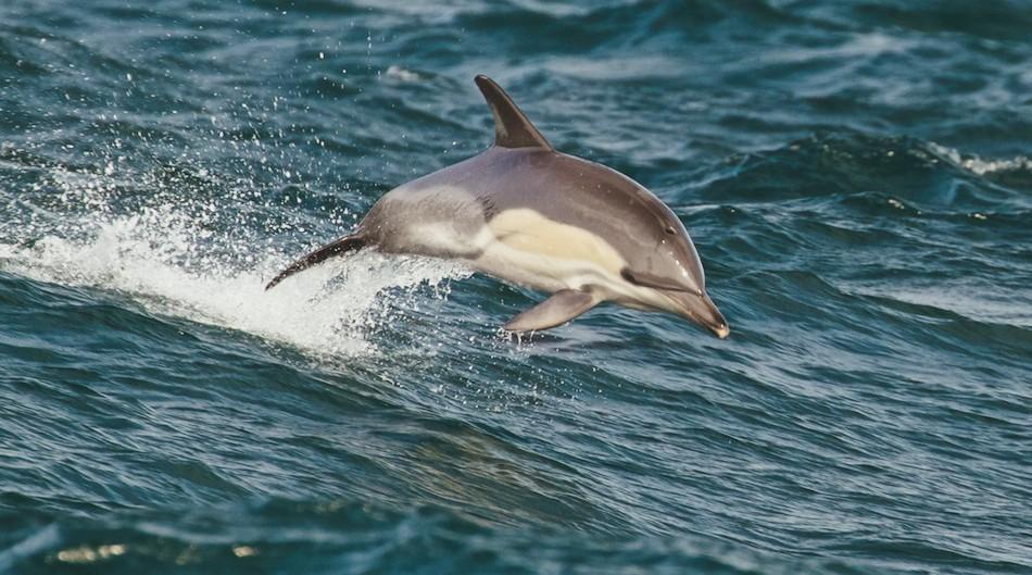 fot. netspy / wikimedia