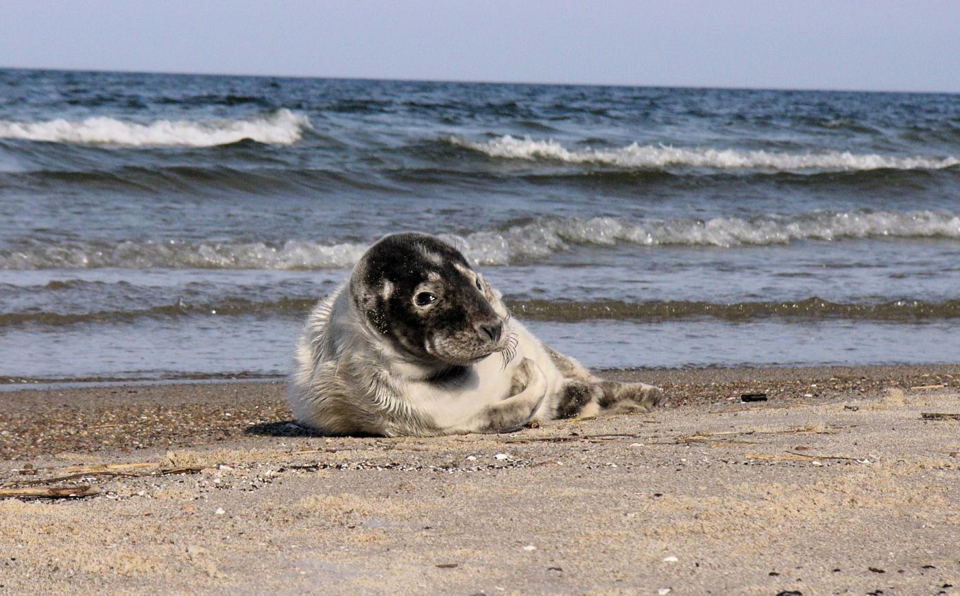 fot. wyspa-sobieszewska.pl