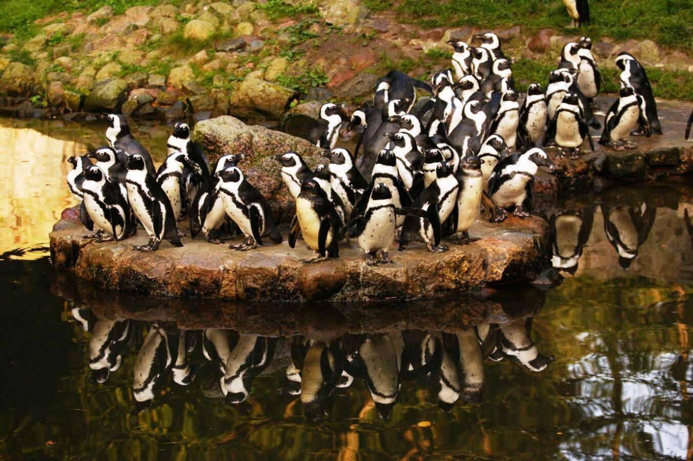 fot. Gdański Ogród Zoologiczny